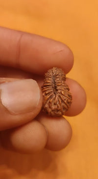 21 Mukhi Rudraksha Java - Attain Kubera's Wealth & Protection | Brahmatells