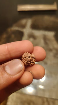 2 Mukhi Rudraksha Bead - Uniting Shiva & Shakti | Brahmatells