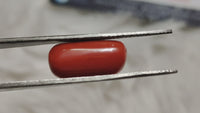 Egyptian Red Coral Moonga | Brahmatells