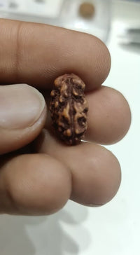 Java-Origin 2 Mukhi Rudraksha Bead | Balance & Unity | Brahmatells