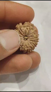 14 Mukhi Rudraksha Nepalese Bead - Ultimate Power of Paramshiva | Brahmatells