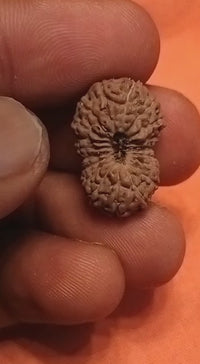 19 Mukhi Rudraksha Java - Divine Power of Lord Narayana | Brahmatells