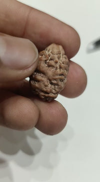 2 Mukhi Rudraksha Bead - Uniting Shiva & Shakti | Brahmatells