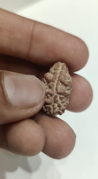 2 Mukhi Rudraksha Bead - Uniting Shiva & Shakti | Brahmatells