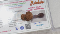 Garbh Gauri Rudraksha | Nepal Rudraksha | Brahmatells