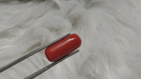 Italian Red Coral Moonga | Brahmatells