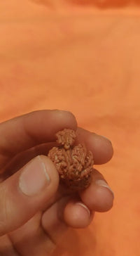 Trijuti Rudraksha - Uniting Cosmic Forces | Brahmatells