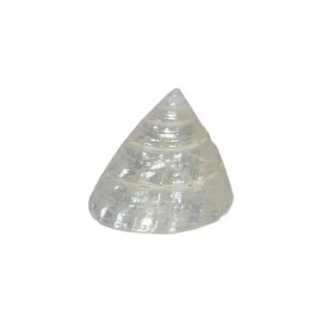 Real Seed Divine Moti(Pearl) Shankh by Brahmatells