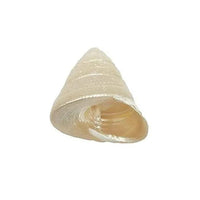 Real Seed Divine Moti(Pearl) Shankh by Brahmatells