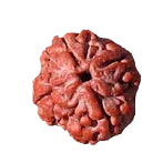 Reddish-Brown 4 Mukhi Rudraksha Bead - Embodying Brahma's Wisdom | Brahmatells by Brahmatells
