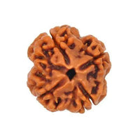 Reddish-Brown 4 Mukhi Rudraksha Bead - Embodying Brahma's Wisdom | Brahmatells by Brahmatells