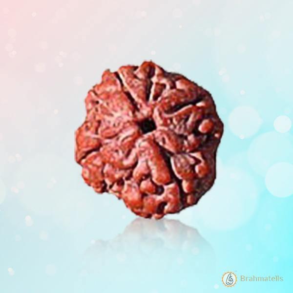 Reddish-Brown 4 Mukhi Rudraksha Bead - Embodying Brahma's Wisdom | Brahmatells by Brahmatells