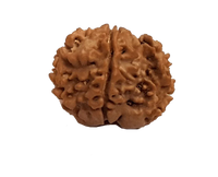 Rice-Shaped 1 Mukhi Rudraksha from Java - Embrace Shiva's Eternal Energy | Brahmatells by Brahmatells