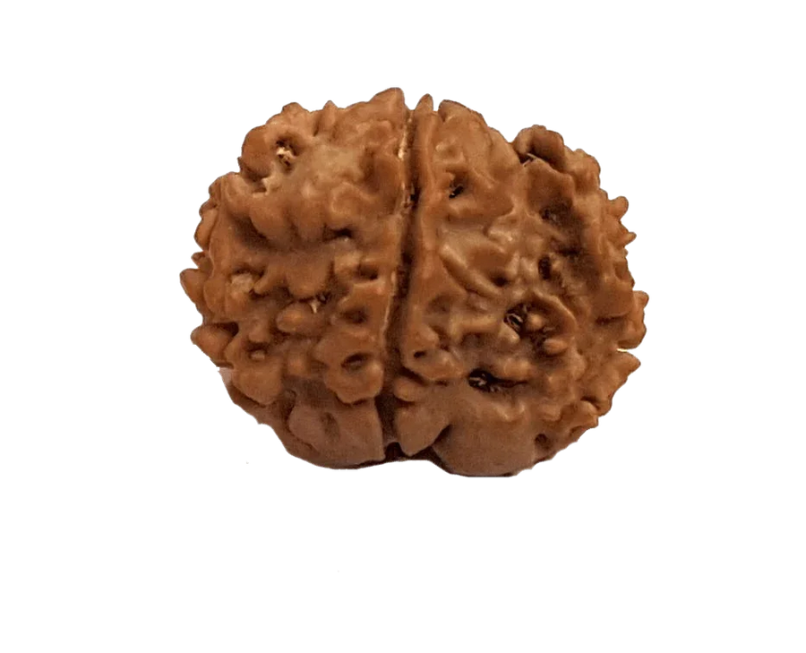 Rice-Shaped 1 Mukhi Rudraksha from Java - Embrace Shiva's Eternal Energy | Brahmatells by Brahmatells