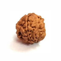 Rice-Shaped 1 Mukhi Rudraksha from Java - Embrace Shiva's Eternal Energy | Brahmatells by Brahmatells