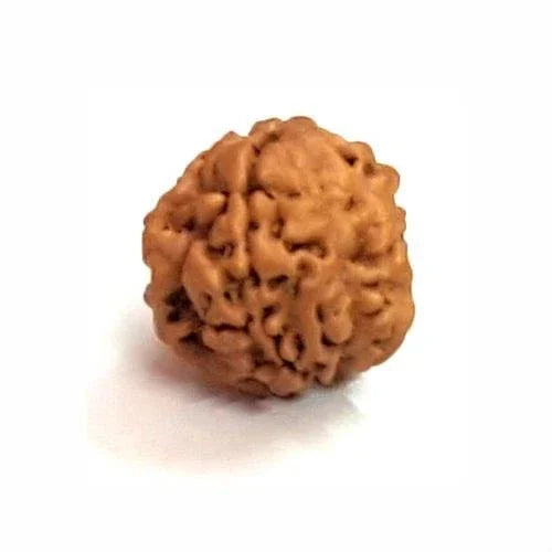 Rice-Shaped 1 Mukhi Rudraksha from Java - Embrace Shiva's Eternal Energy | Brahmatells by Brahmatells