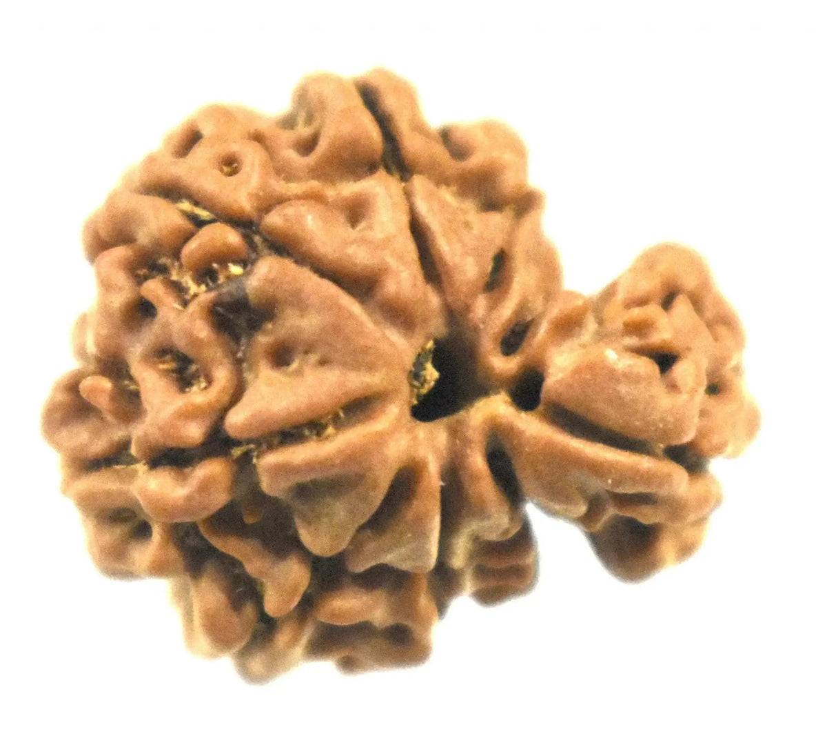 Savar Naag Rudraksha - Uniting Spiritual and Material Realms | Brahmatells by Brahmatells