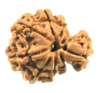 Savar Naag Rudraksha - Uniting Spiritual and Material Realms | Brahmatells by Brahmatells