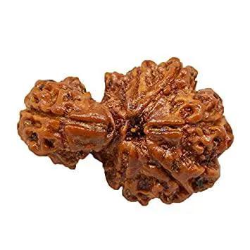 Savar Naag Rudraksha - Uniting Spiritual and Material Realms | Brahmatells by Brahmatells