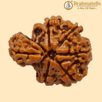 Savar Naag Rudraksha - Uniting Spiritual and Material Realms | Brahmatells by Brahmatells