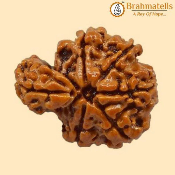 Savar Naag Rudraksha - Uniting Spiritual and Material Realms | Brahmatells by Brahmatells