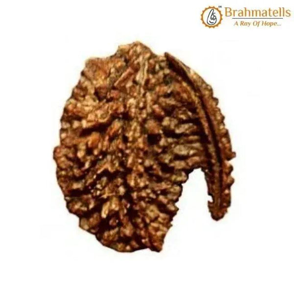 Savar Naag Rudraksha - Uniting Spiritual and Material Realms | Brahmatells by Brahmatells