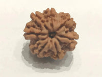 Seven Mukhi Rudraksha Bead - Wealth & Well-being | Brahmatells by Brahmatells