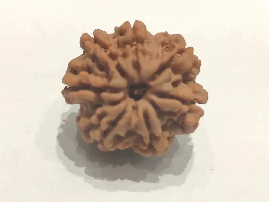 Seven Mukhi Rudraksha Bead - Wealth & Well-being | Brahmatells by Brahmatells