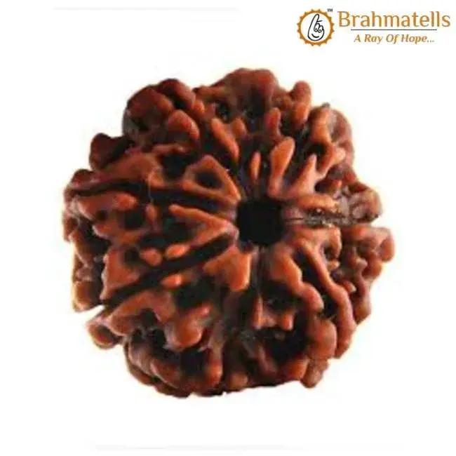 Seven Mukhi Rudraksha Bead - Wealth & Well-being | Brahmatells by Brahmatells