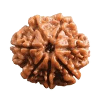 Seven Mukhi Rudraksha Bead - Wealth & Well-being | Brahmatells by Brahmatells