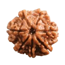 Seven Mukhi Rudraksha Bead - Wealth & Well-being | Brahmatells by Brahmatells