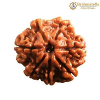 Seven Mukhi Rudraksha Bead - Wealth & Well-being | Brahmatells by Brahmatells