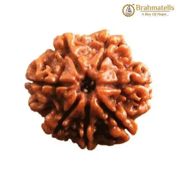 Seven Mukhi Rudraksha Bead - Wealth & Well-being | Brahmatells by Brahmatells