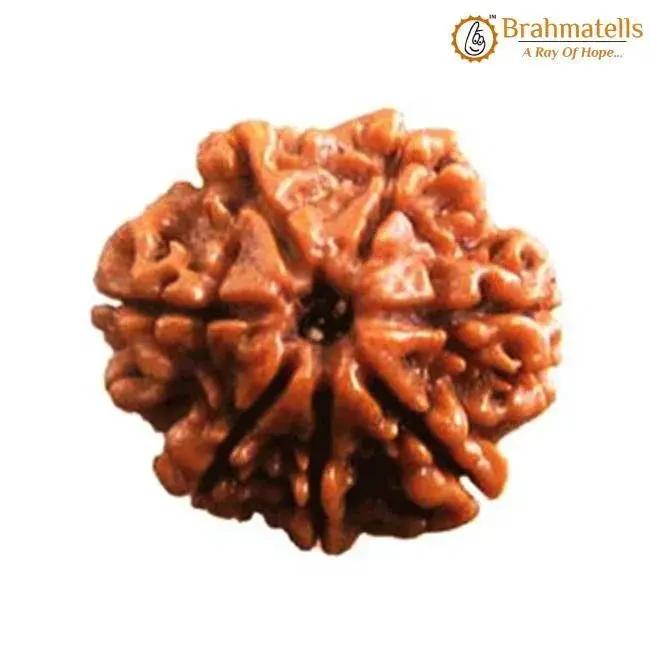 Seven Mukhi Rudraksha Bead - Wealth & Well-being | Brahmatells by Brahmatells