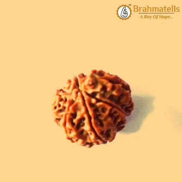 Seven Mukhi Rudraksha Bead - Wealth & Well-being | Brahmatells by Brahmatells