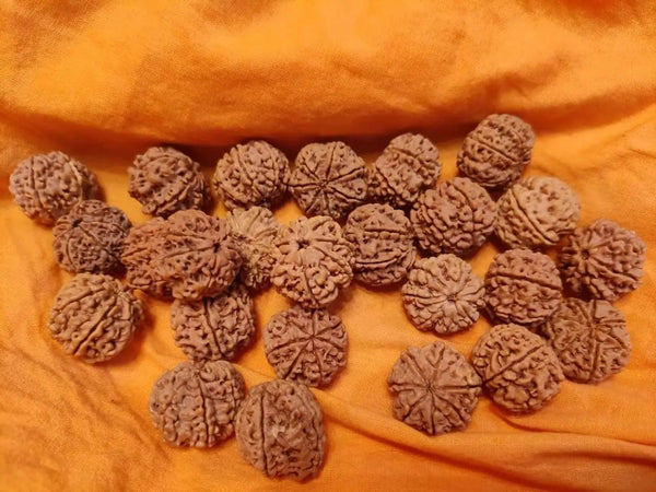 Seven Mukhi Rudraksha Bead - Wealth & Well-being | Brahmatells by Brahmatells