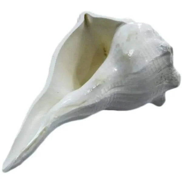 Shankh (Conch) by Brahmatells