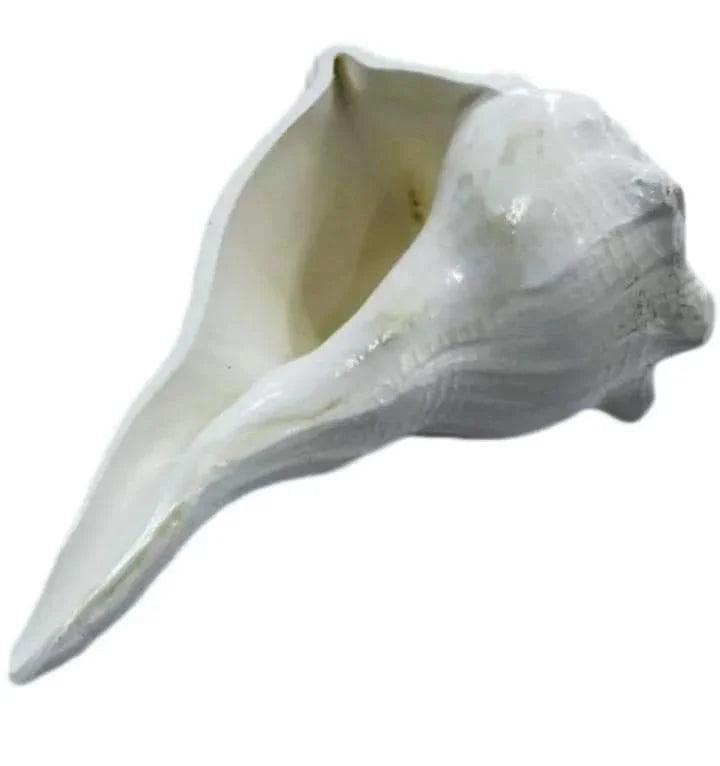 Shankh (Conch) by Brahmatells
