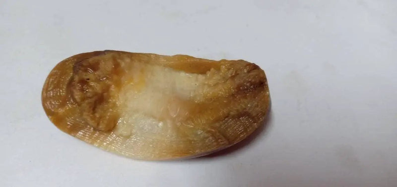 Shukra Mani Stone by Brahmatells