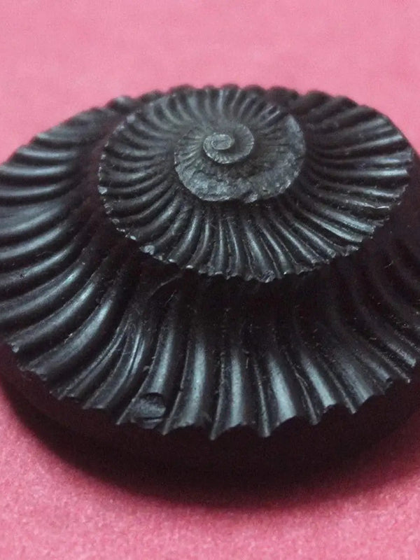 Sudarshan Shaligram Nepal Gandaki River Chakra by Brahmatells