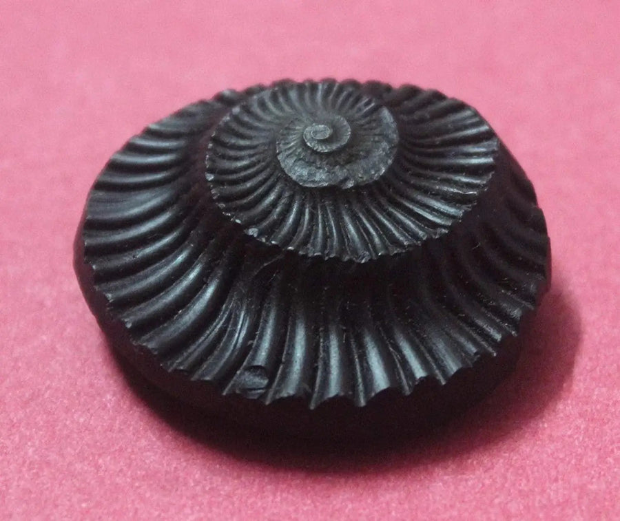Sudarshan Shaligram Nepal Gandaki River Chakra by Brahmatells