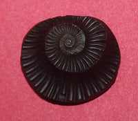 Sudarshan Shaligram Nepal Gandaki River Chakra by Brahmatells