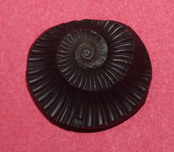Sudarshan Shaligram Nepal Gandaki River Chakra by Brahmatells