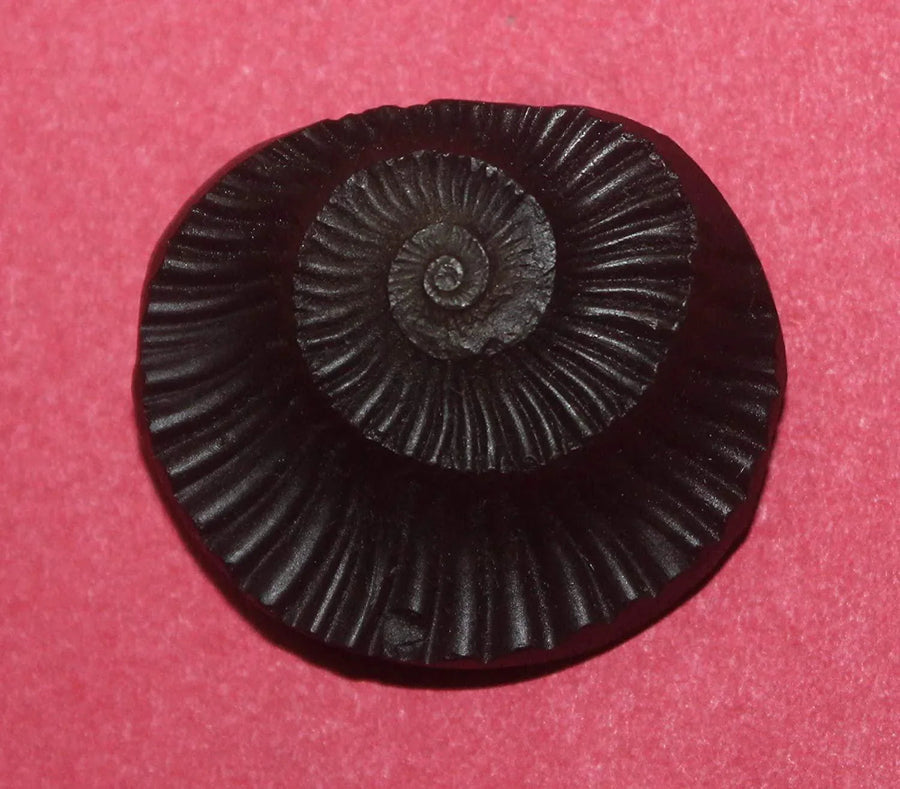 Sudarshan Shaligram Nepal Gandaki River Chakra by Brahmatells