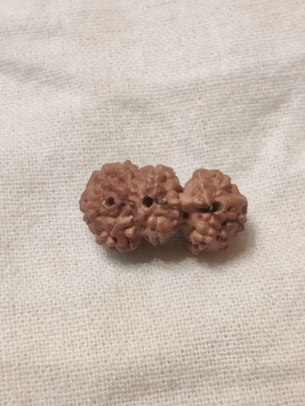 Trijuti Rudraksha Java - The Ultimate Symbol of Divine Unity | Brahmatells by Brahmatells