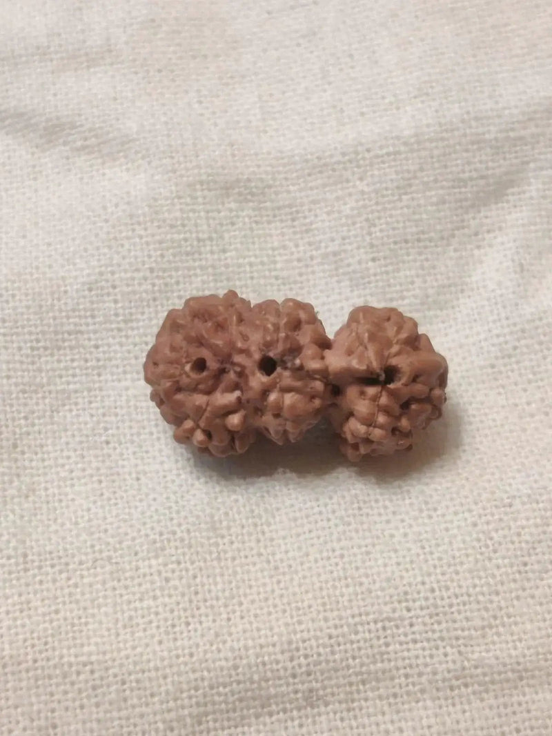 Trijuti Rudraksha Java - The Ultimate Symbol of Divine Unity | Brahmatells by Brahmatells