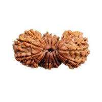 Trijuti Rudraksha Java - The Ultimate Symbol of Divine Unity | Brahmatells by Brahmatells