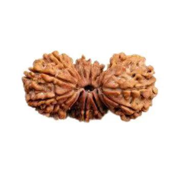 Trijuti Rudraksha Java - The Ultimate Symbol of Divine Unity | Brahmatells by Brahmatells