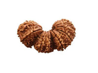 Trijuti Rudraksha Java - The Ultimate Symbol of Divine Unity | Brahmatells by Brahmatells