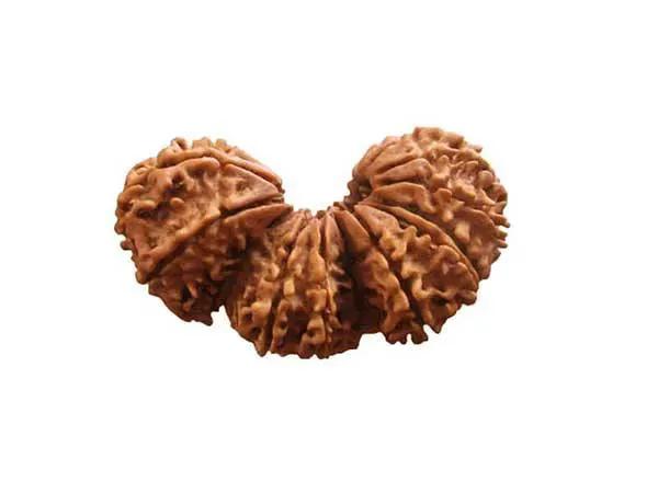 Trijuti Rudraksha Java - The Ultimate Symbol of Divine Unity | Brahmatells by Brahmatells